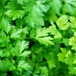 Micro Parsley