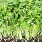 Micro Cilantro