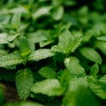 Micro Mint