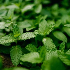 Micro Mint