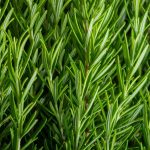 Micro Rosemary