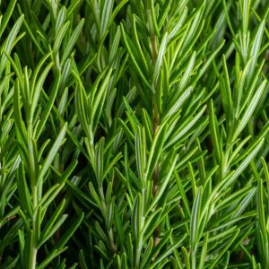 Micro Rosemary