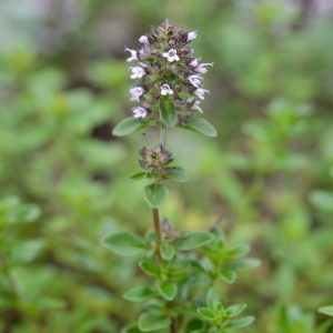 Micro Thyme