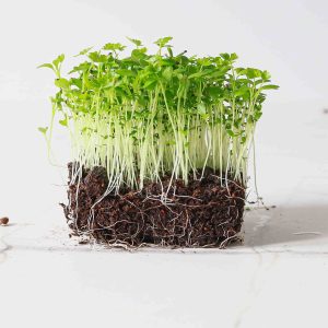 Micro Celery