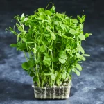 Pea Shoots