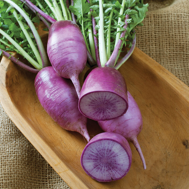 Purple Radish