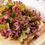 Red Leaf Lettuce